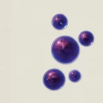 PAUL MITCHELL Violet Toning Serum Drops Tonuojantis Serumas - Image 5